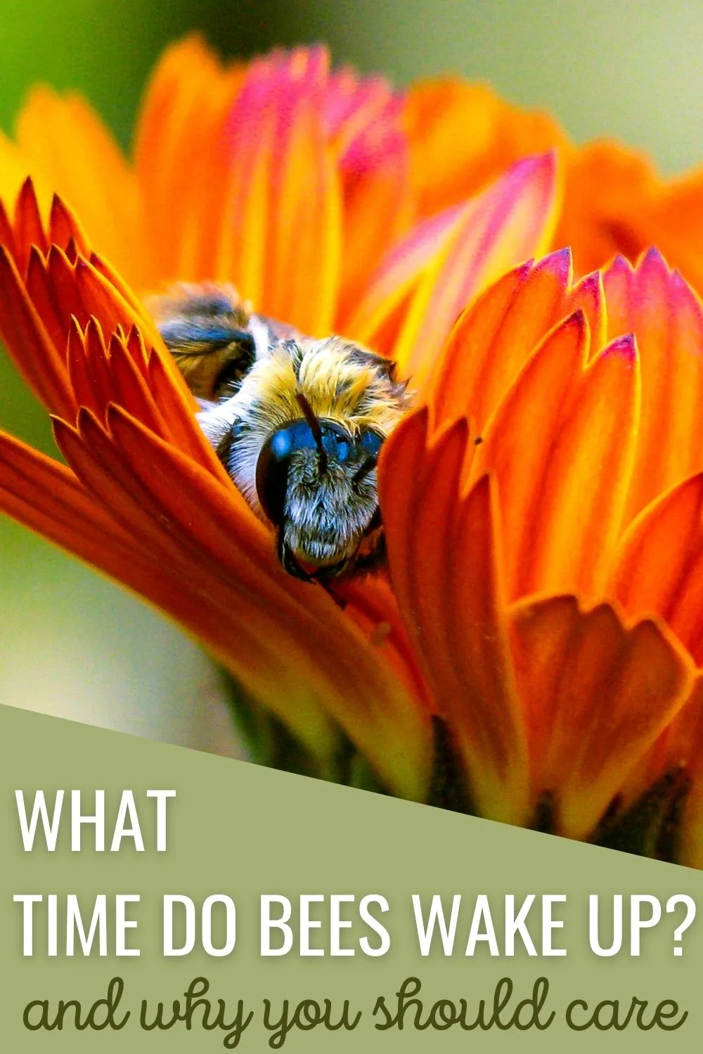 What time do bees wake up, and why should you care