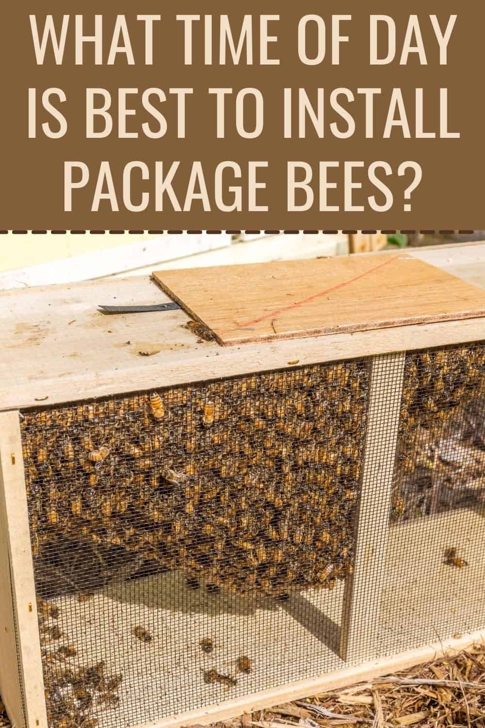 What time of day is best to install package bees?