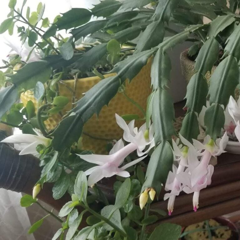 white Thanksgiving Cactus.