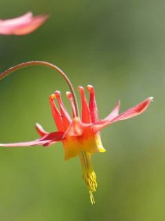 wild columbine flowers