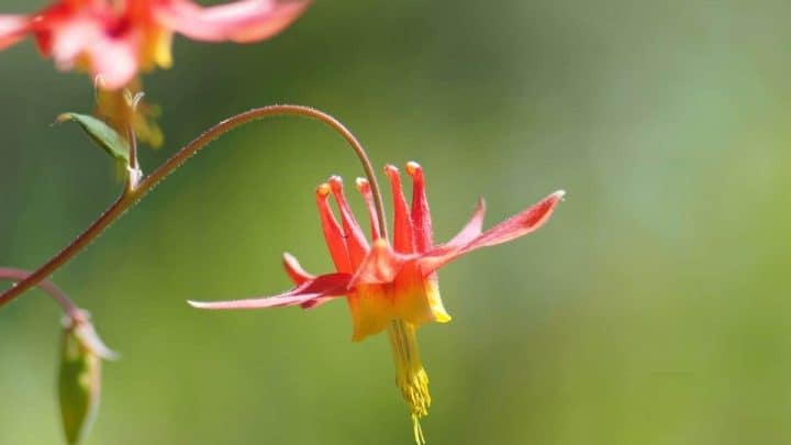 Virginia Native Plants List: 14 Pretty Blooming Garden Flowers