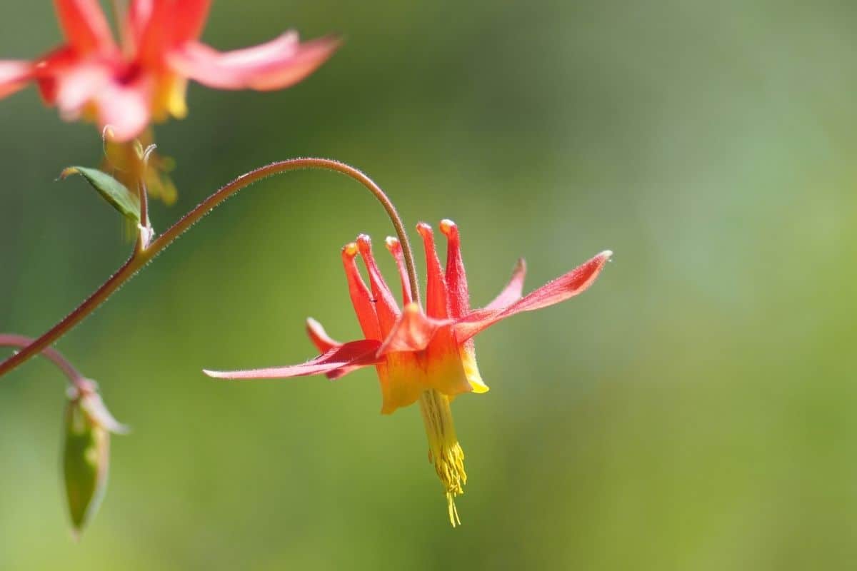 wild columbine flowers