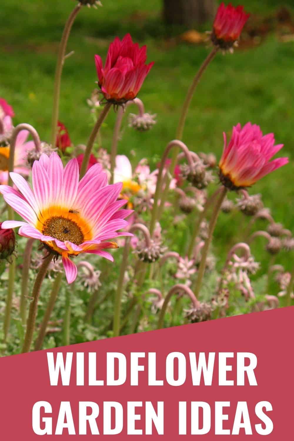wildflower garden ideas