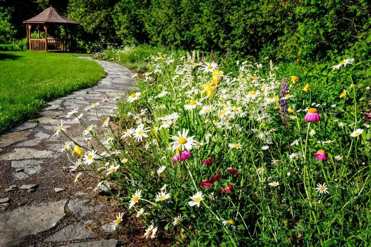 a stone path flanked by wildflowers