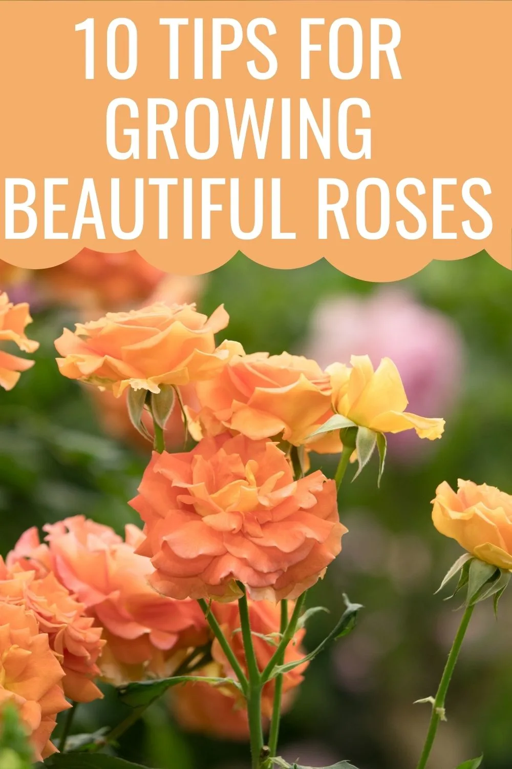 10 tips for growing beautiful roses