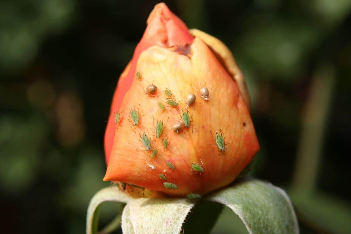 rose bud covered in aphids