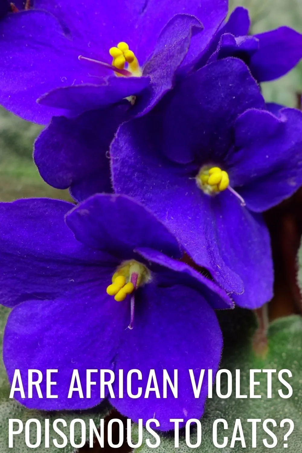 Are African violets poisonous to cats