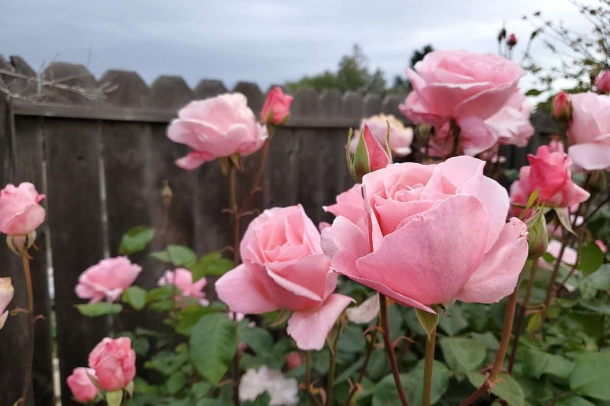 beautiful pink roses