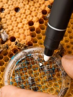 man using a bee marking pen to mark the queen