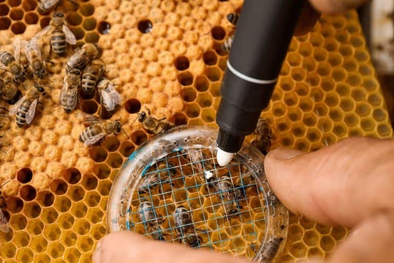 man using a bee marking pen to mark the queen
