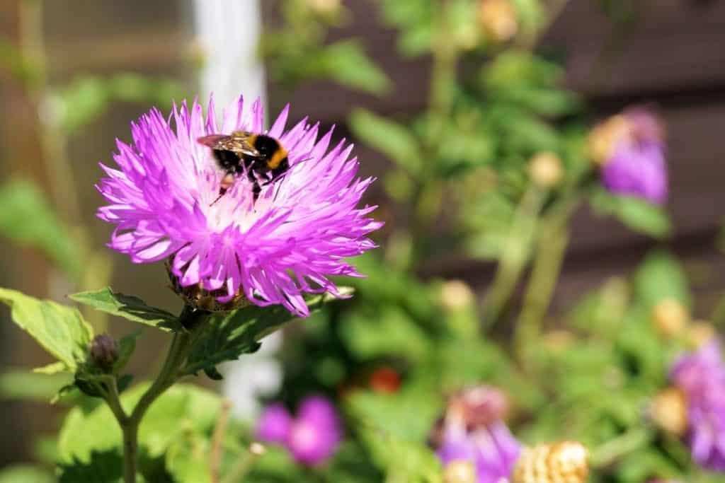 Should I Plant Flowers In My Vegetable Garden?