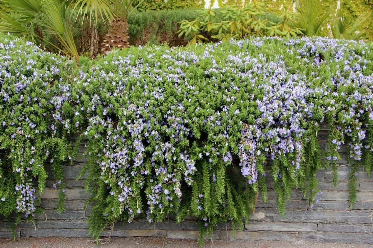 blooming rosemary draping over a stone wall