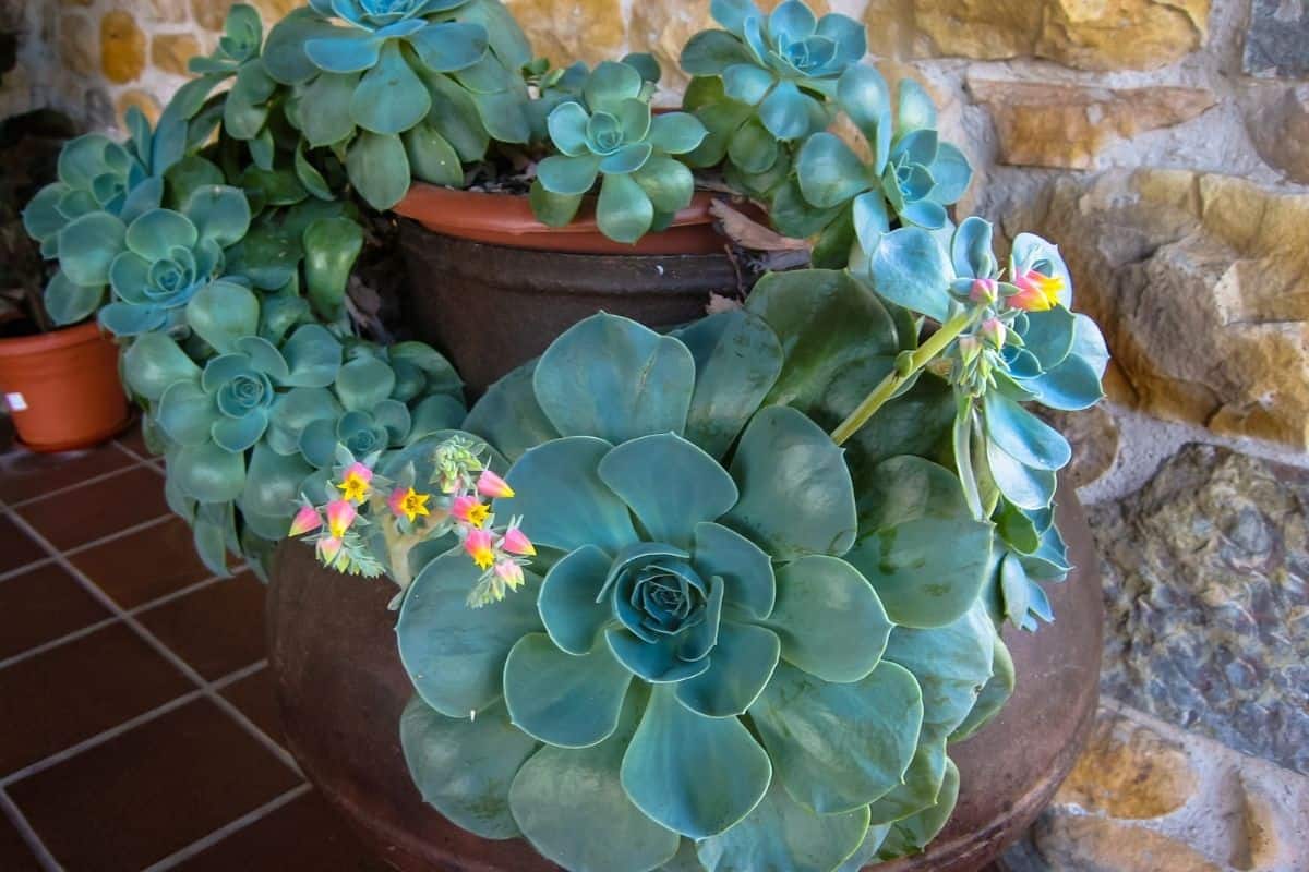 blooming succulent draped over ceramic pot