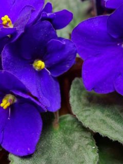 beautiful blue colored african violets