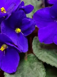 beautiful blue colored african violets