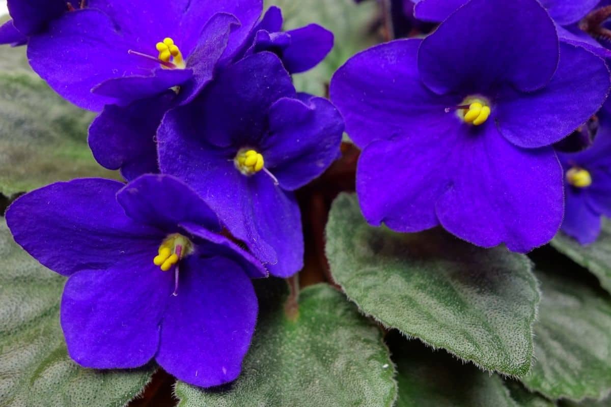 beautiful blue colored african violets