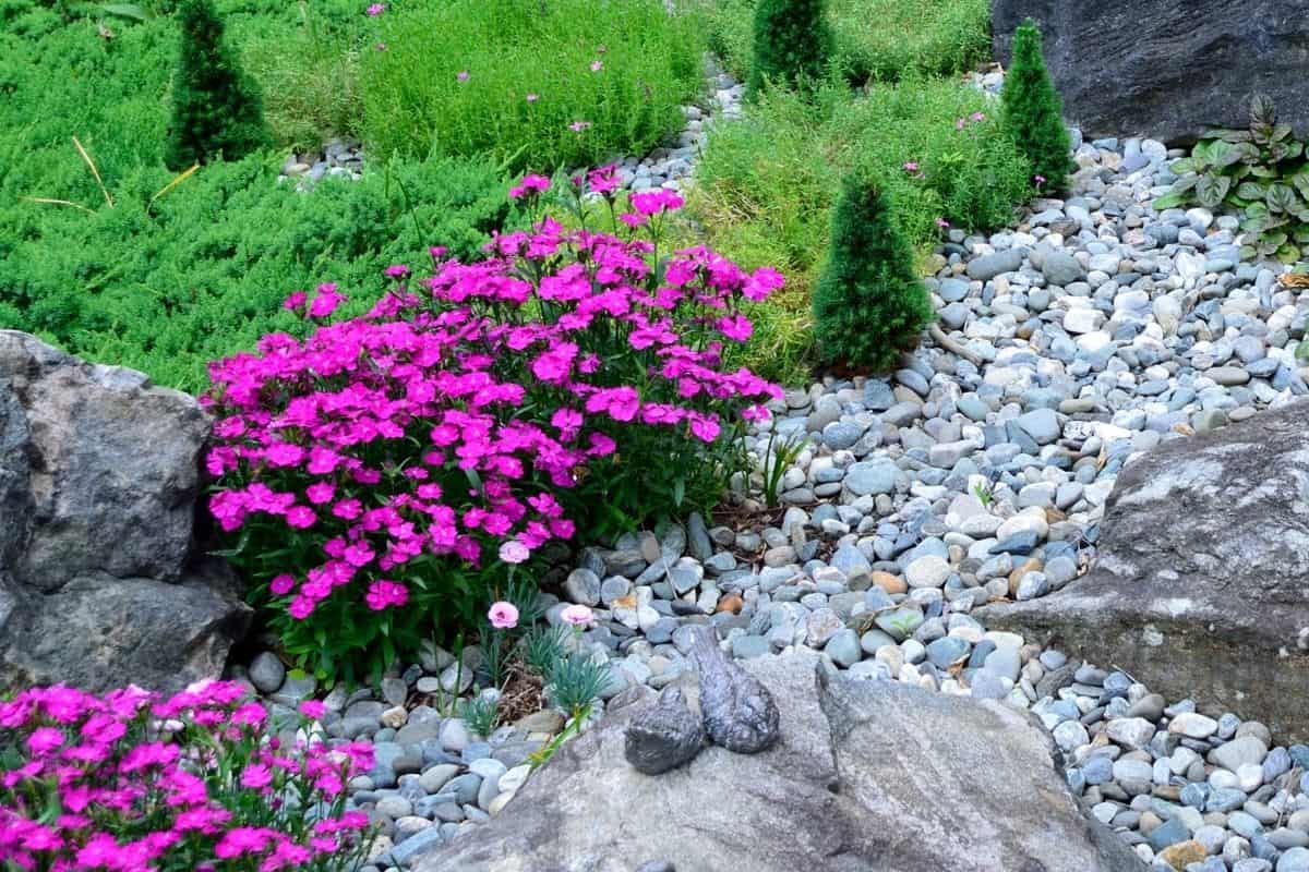 bright pink flowers in rock garden