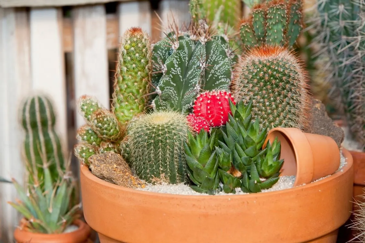 cactus garden in a pot