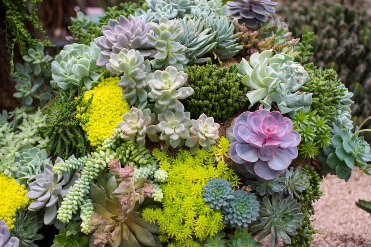 colorful succulent garden