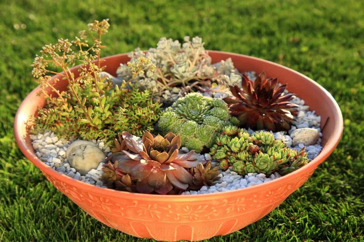 container rock garden