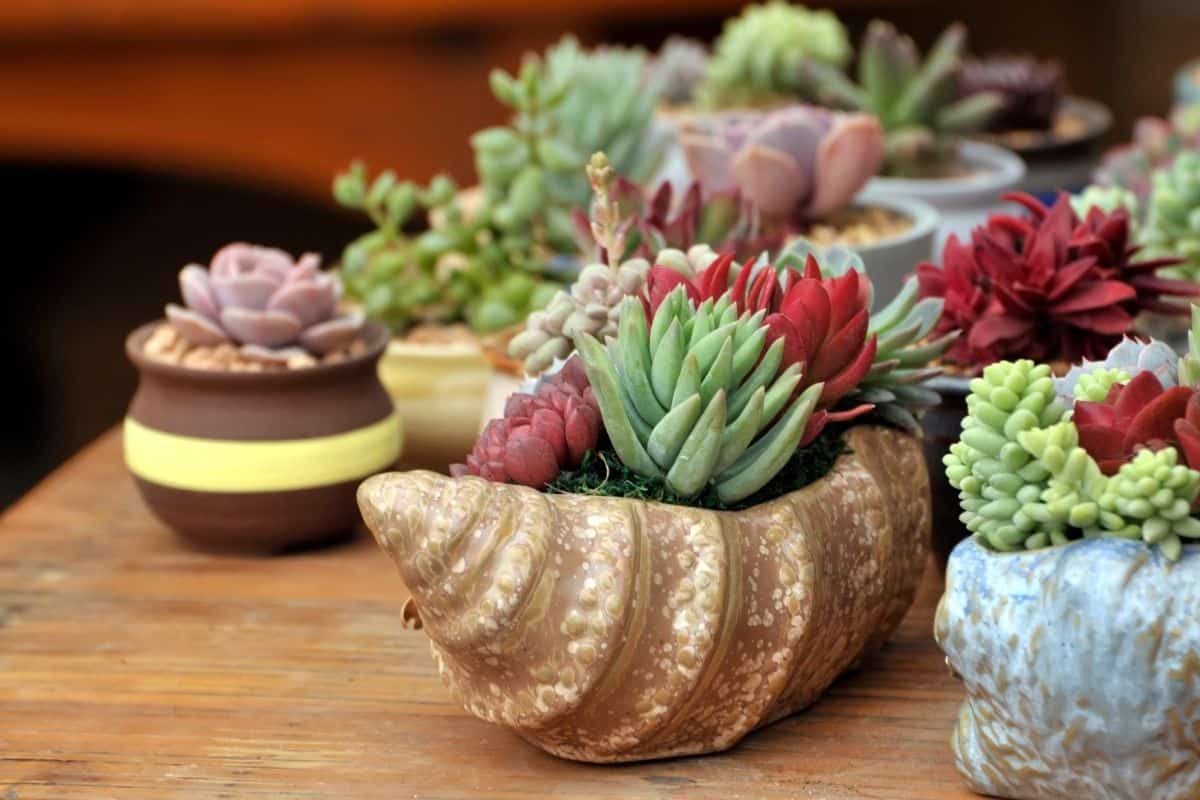 succulent garden in containers