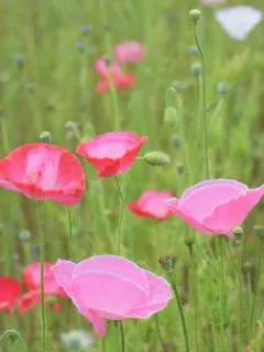 cropped-pink-poppies.jpg