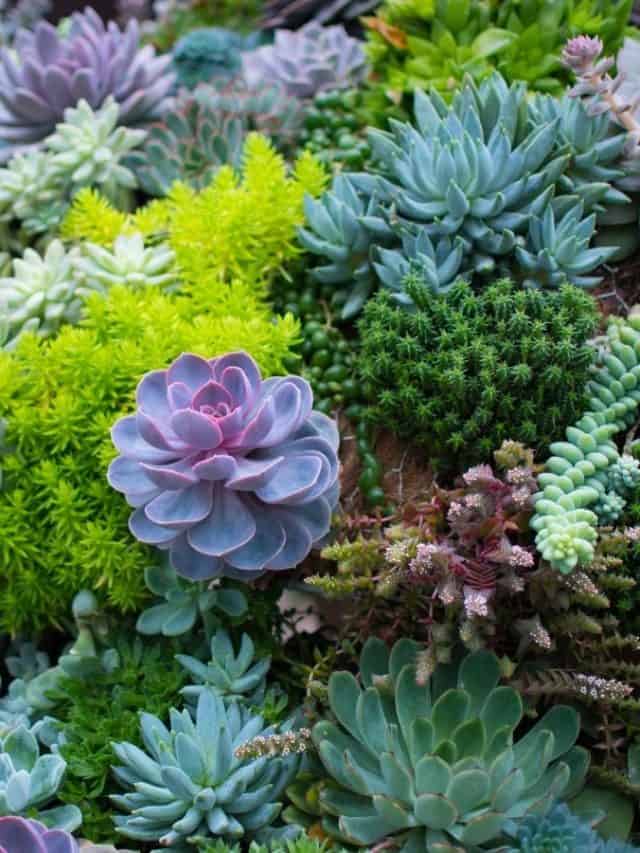 9 Must See Succulent Gardens - Backyard Garden Lover