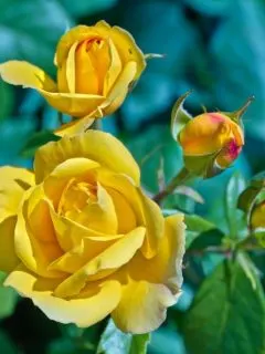 cropped-yellow-rose-bloms.jpg