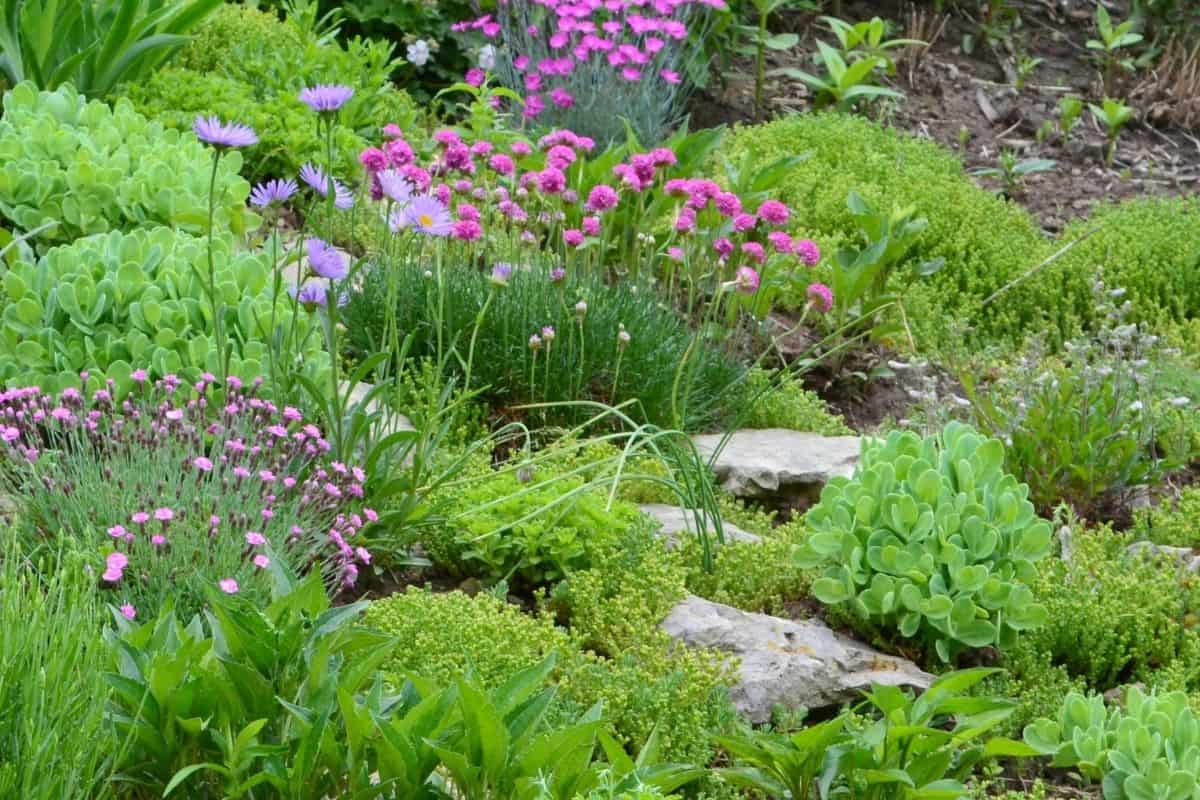 blooming rock garden