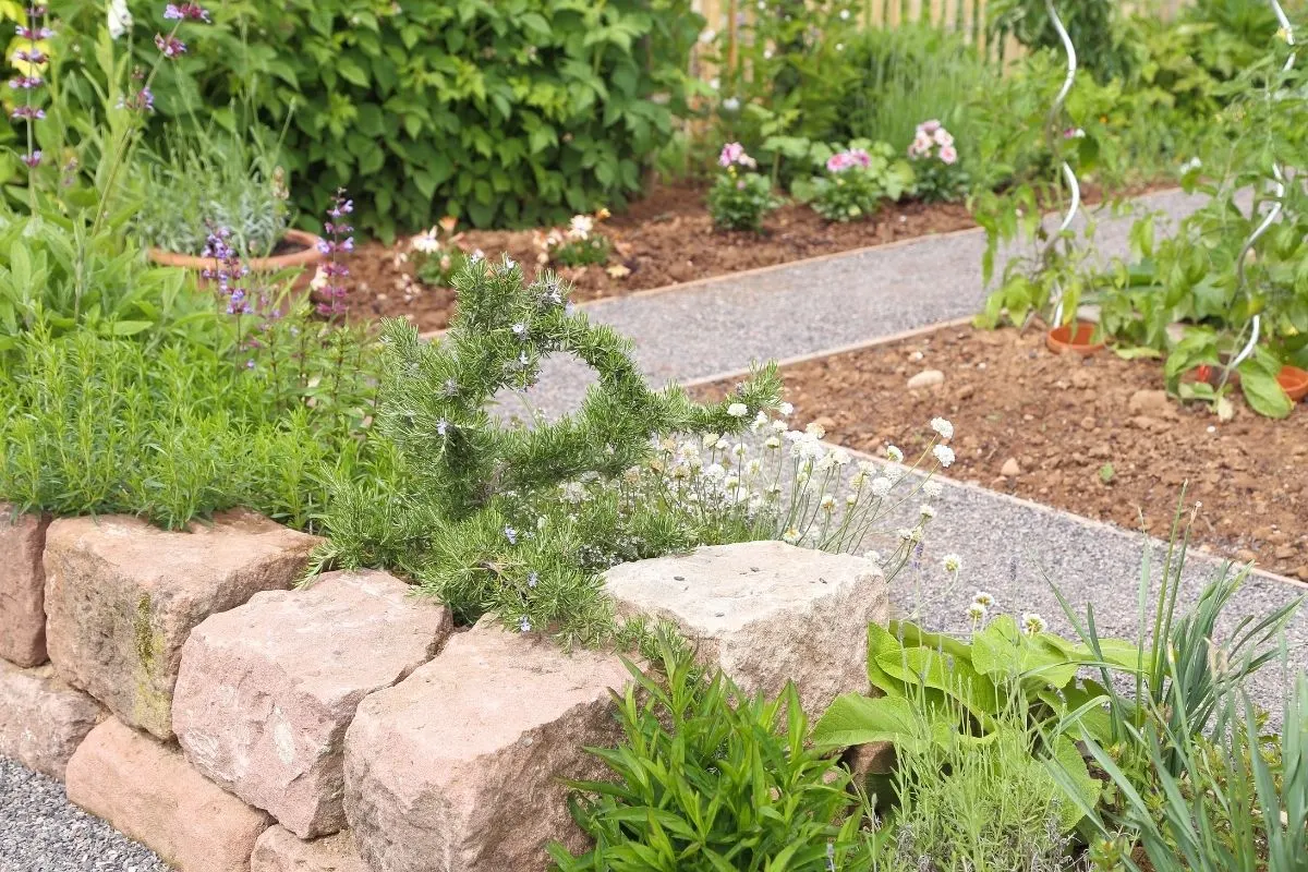 herbal rock garden