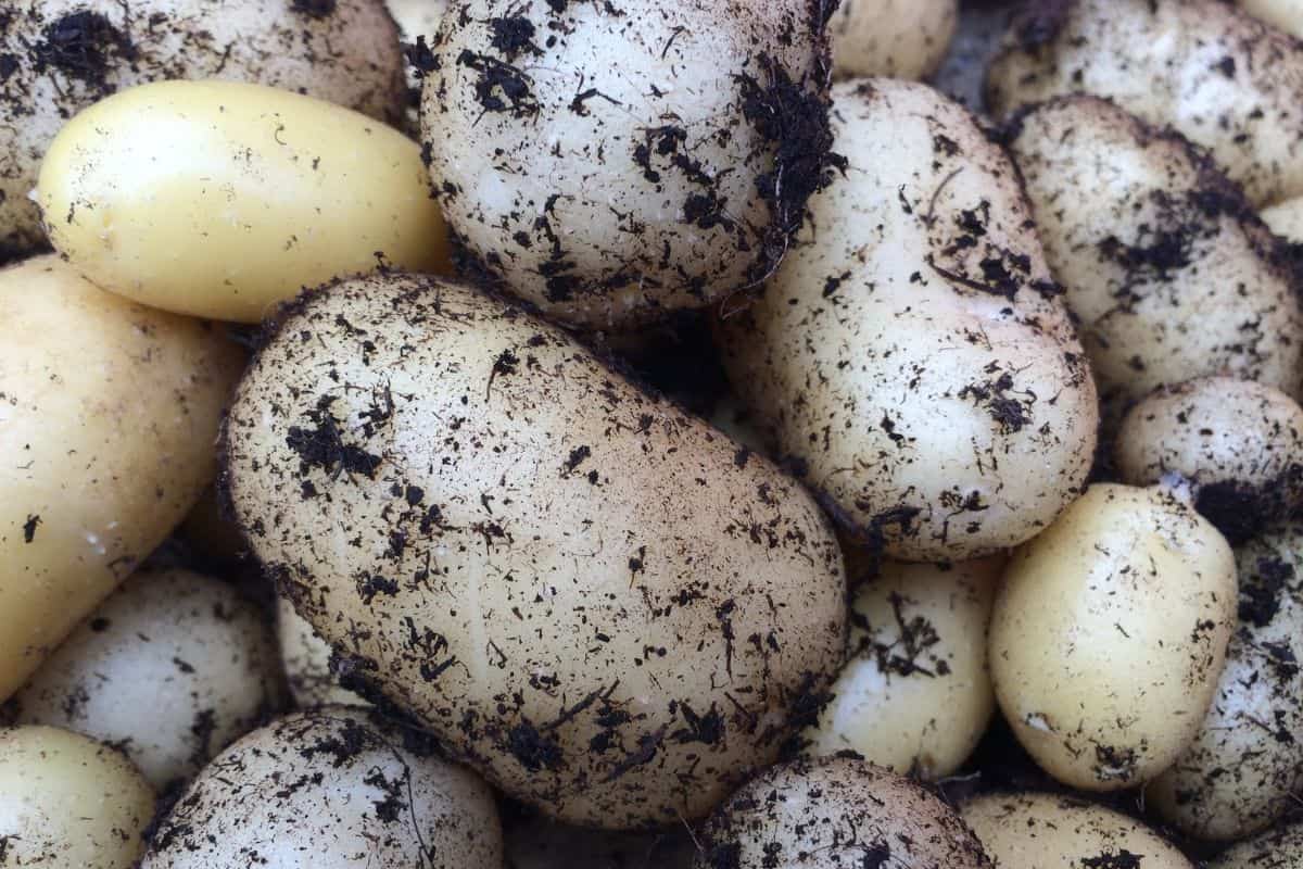 homegrown potatoes