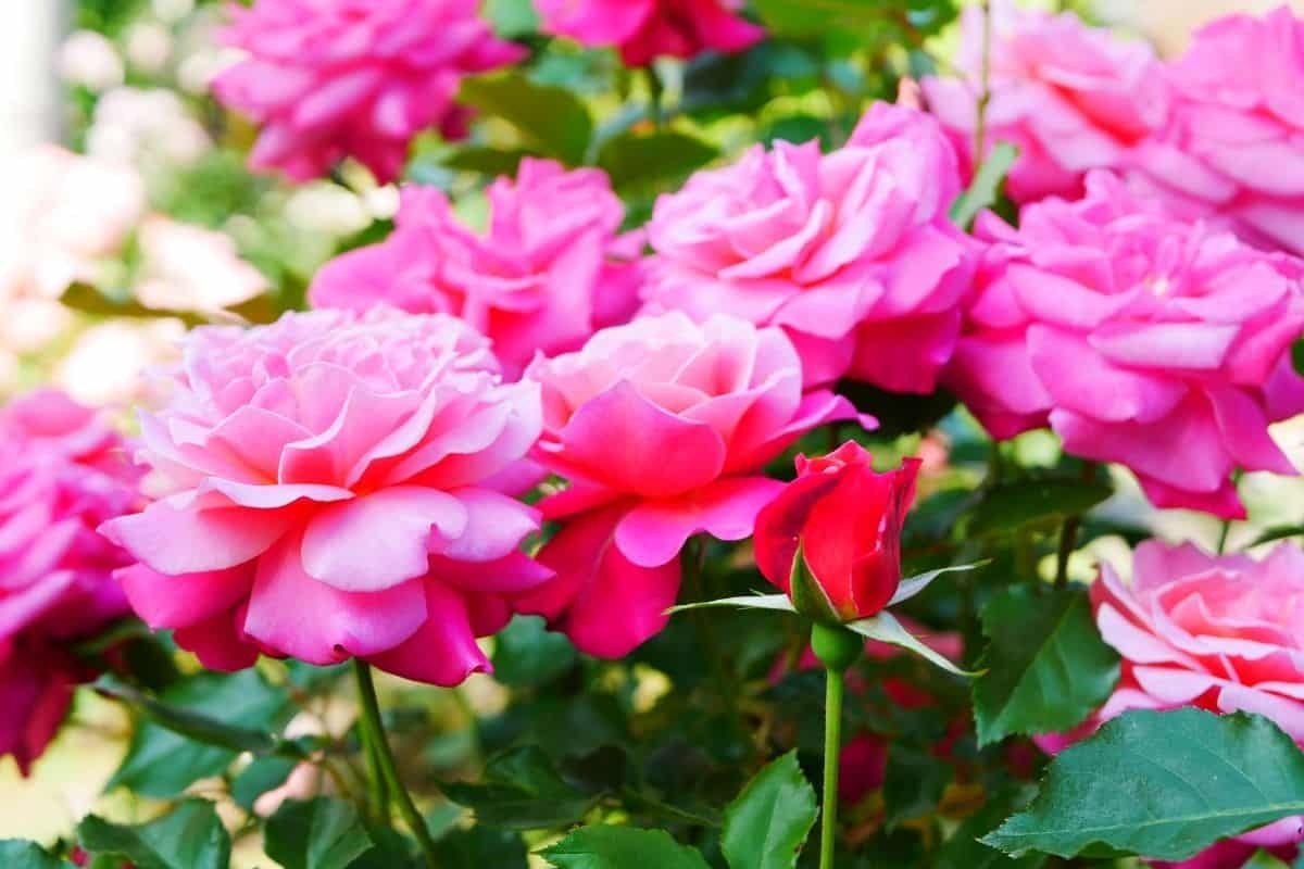 hot pink roses