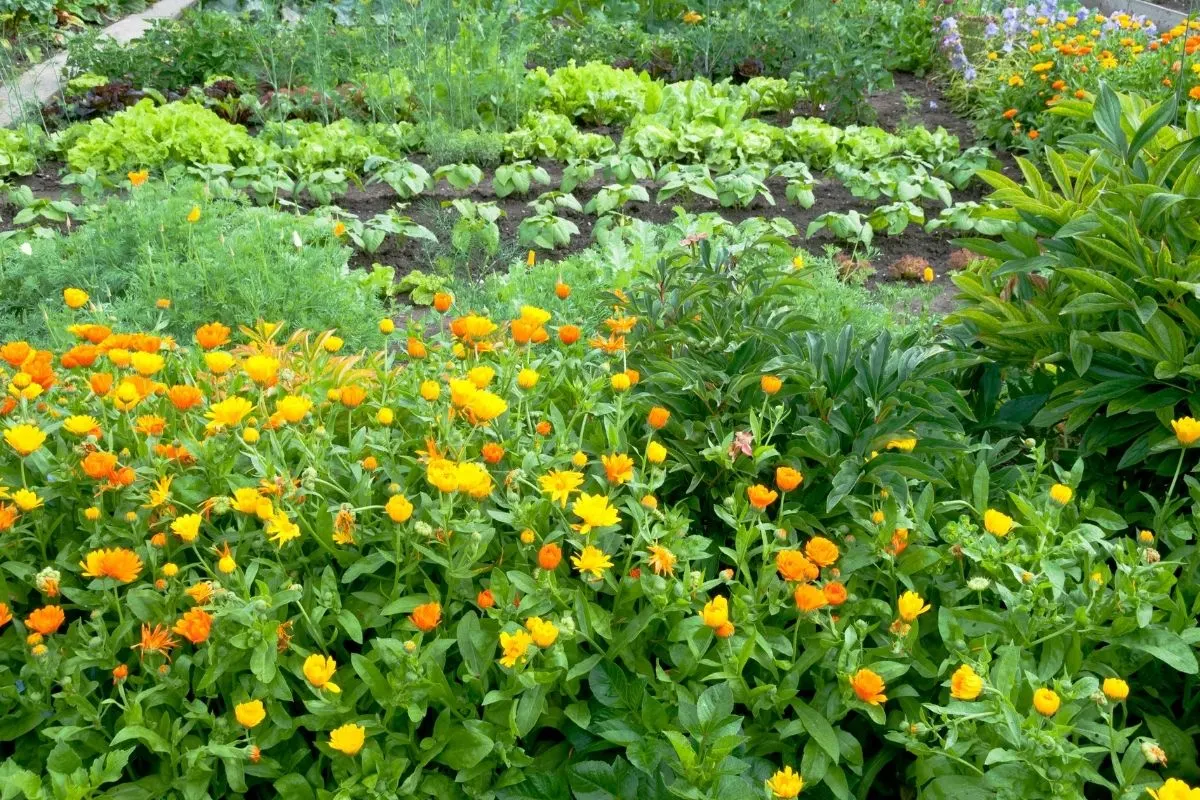 marigolds planted in the vegetable garden