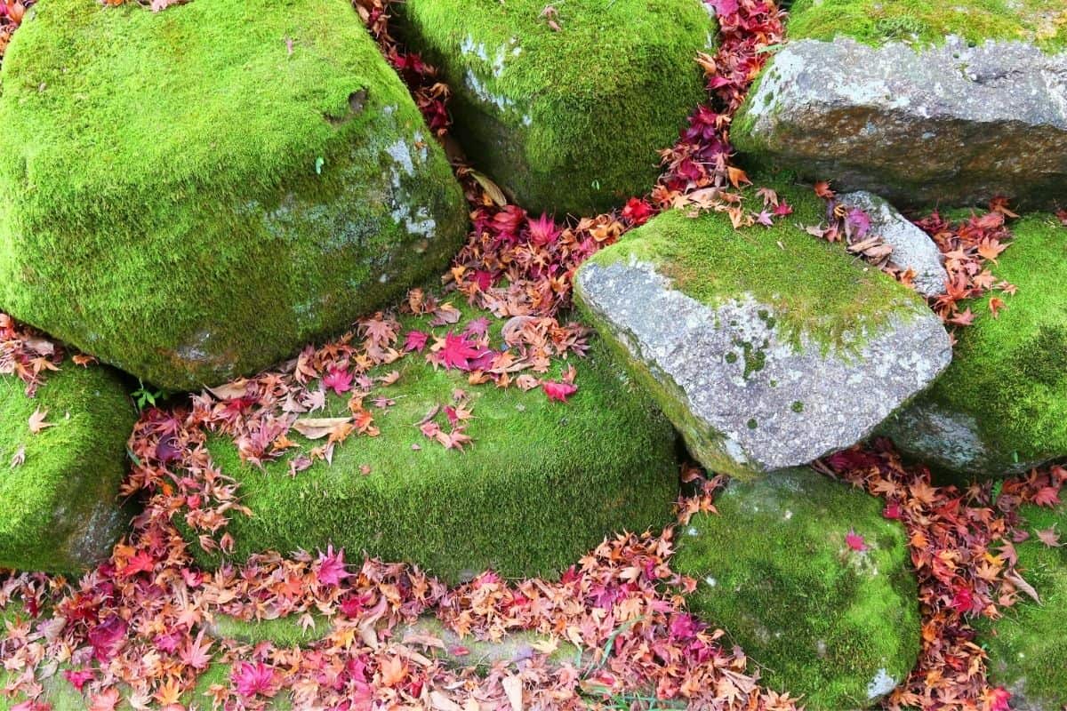 mossy rocks