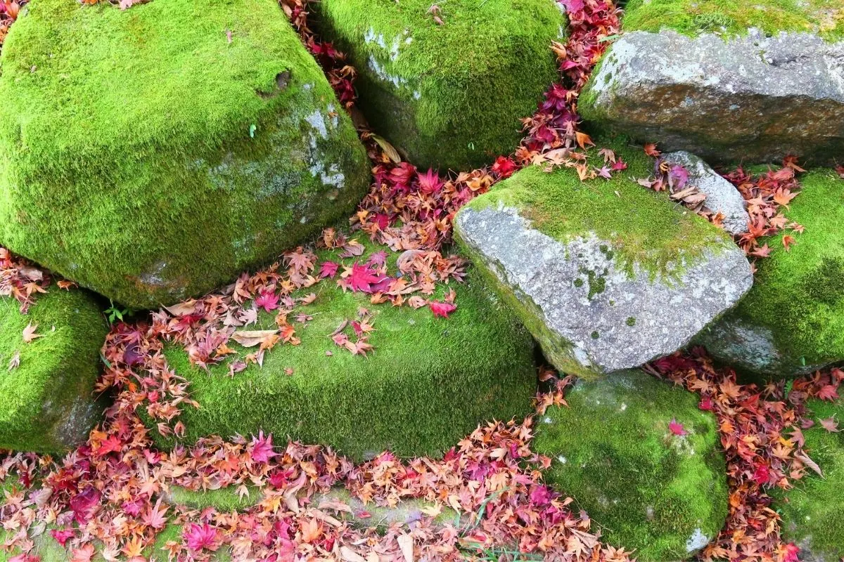 mossy rocks