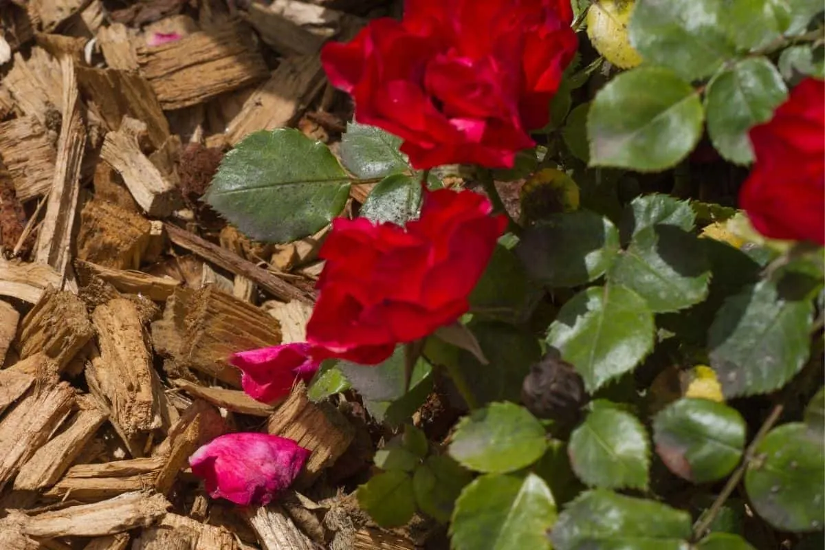 red roses mulched with tree bark. 