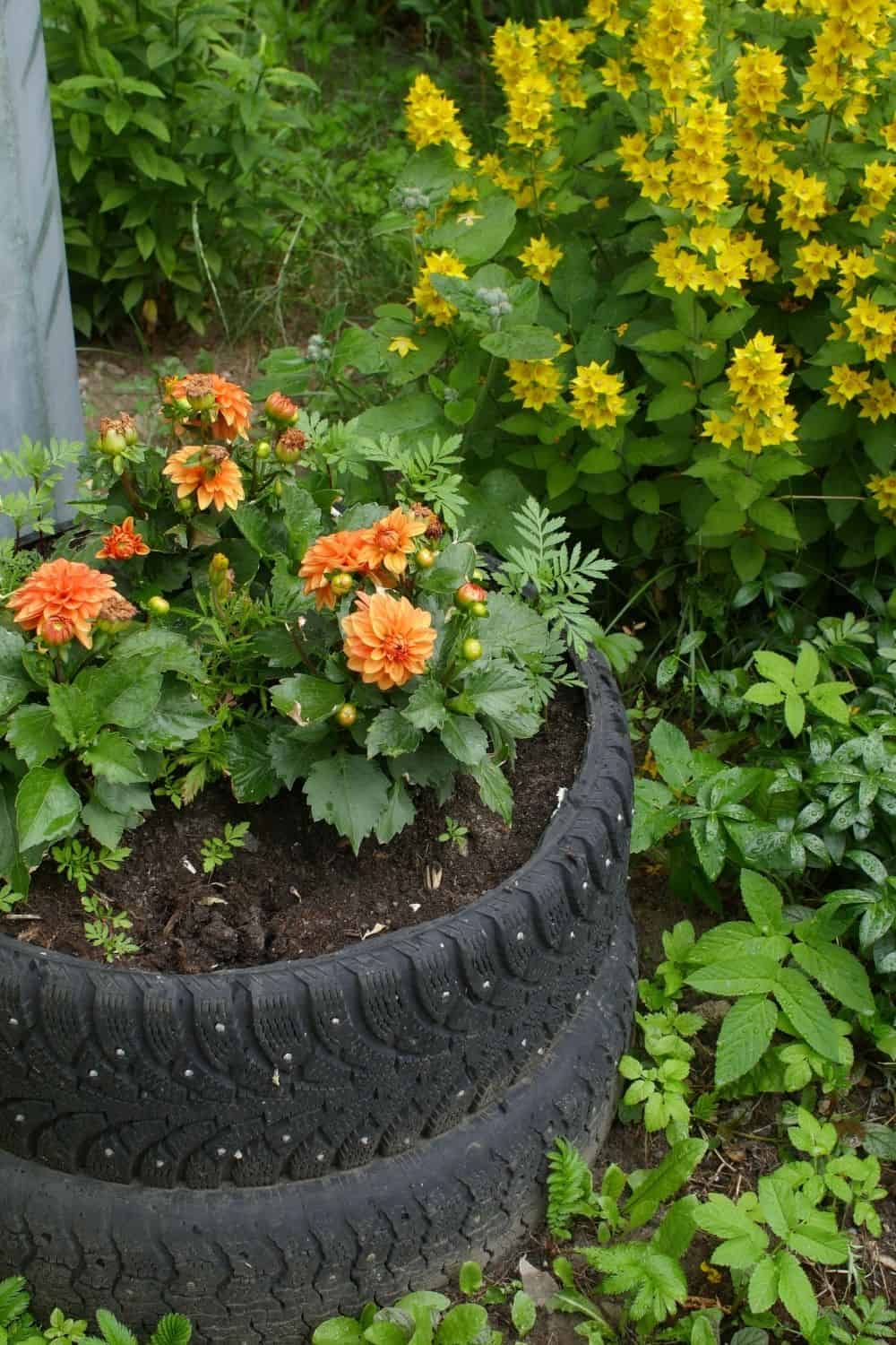 beautiful orange dahlias growing in an old tires tower
