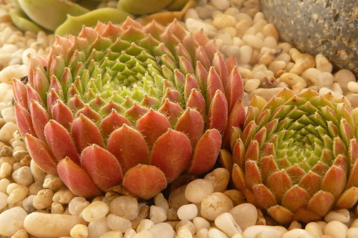 orange succulents in a rock garden