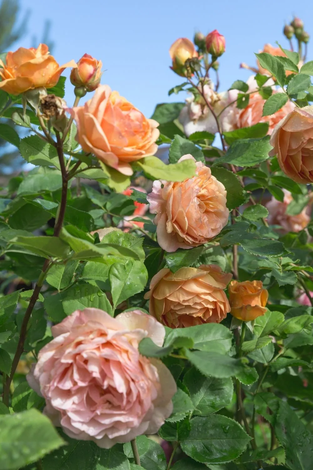 peach colored roses