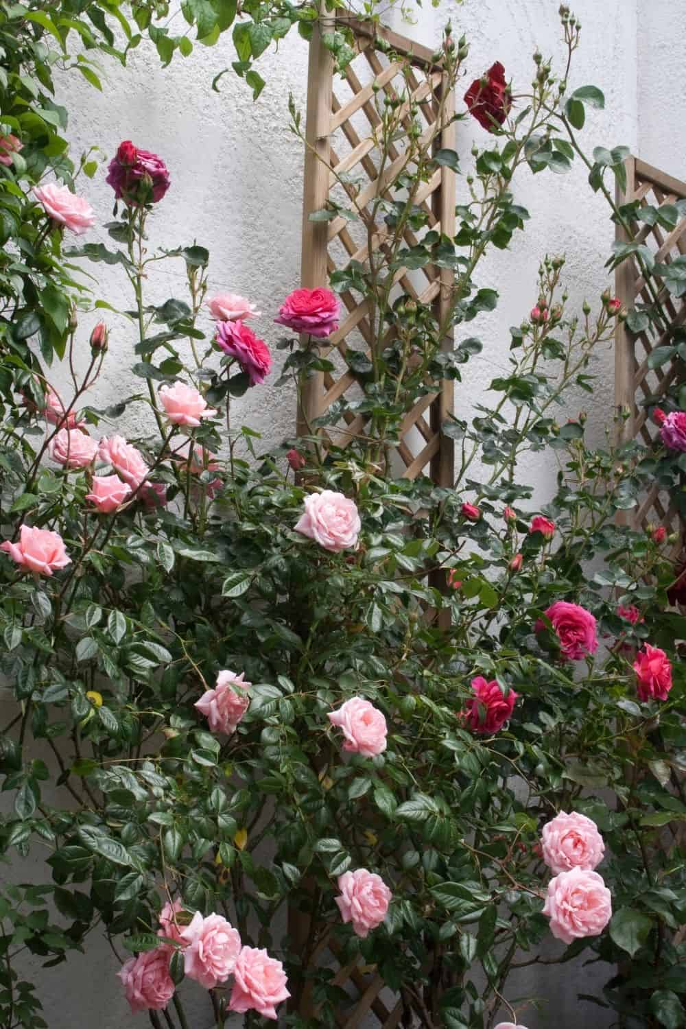 pink and red roses climbing up a wooden trellis 