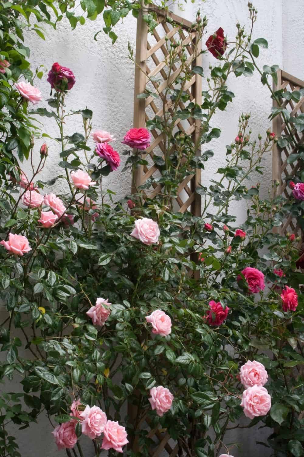 pink and red roses climbing up a wooden trellis