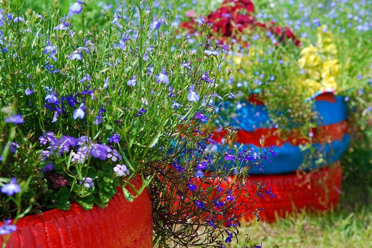 red and blue tire garden