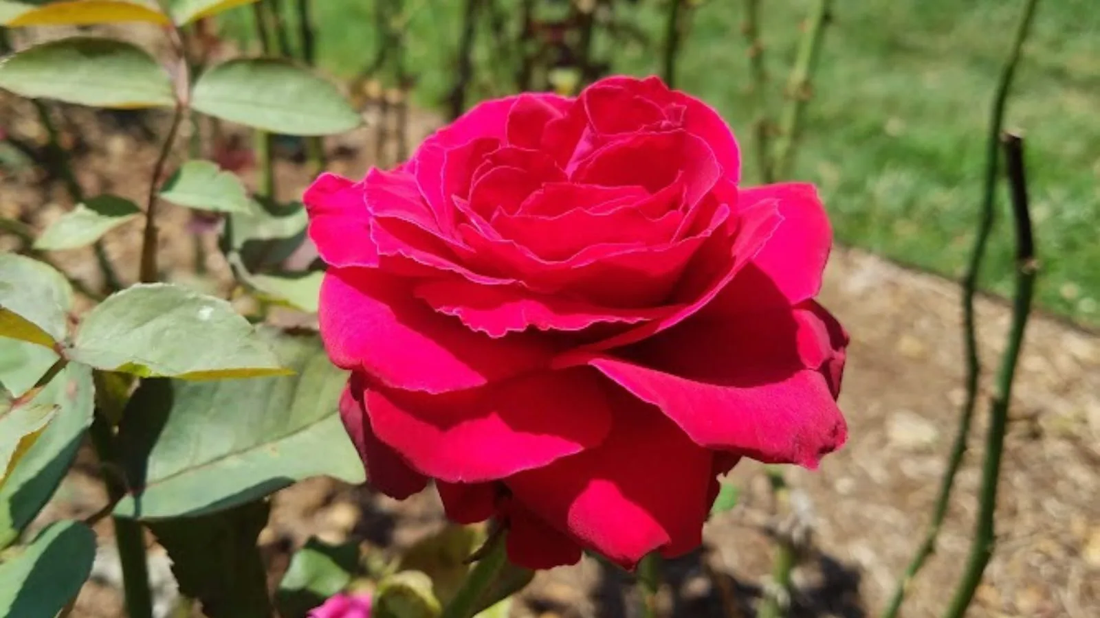 Red rose.