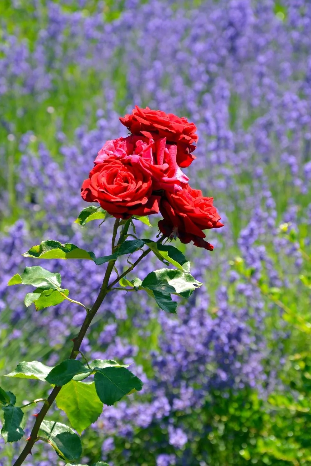 red roses surrounded by lavender flowers