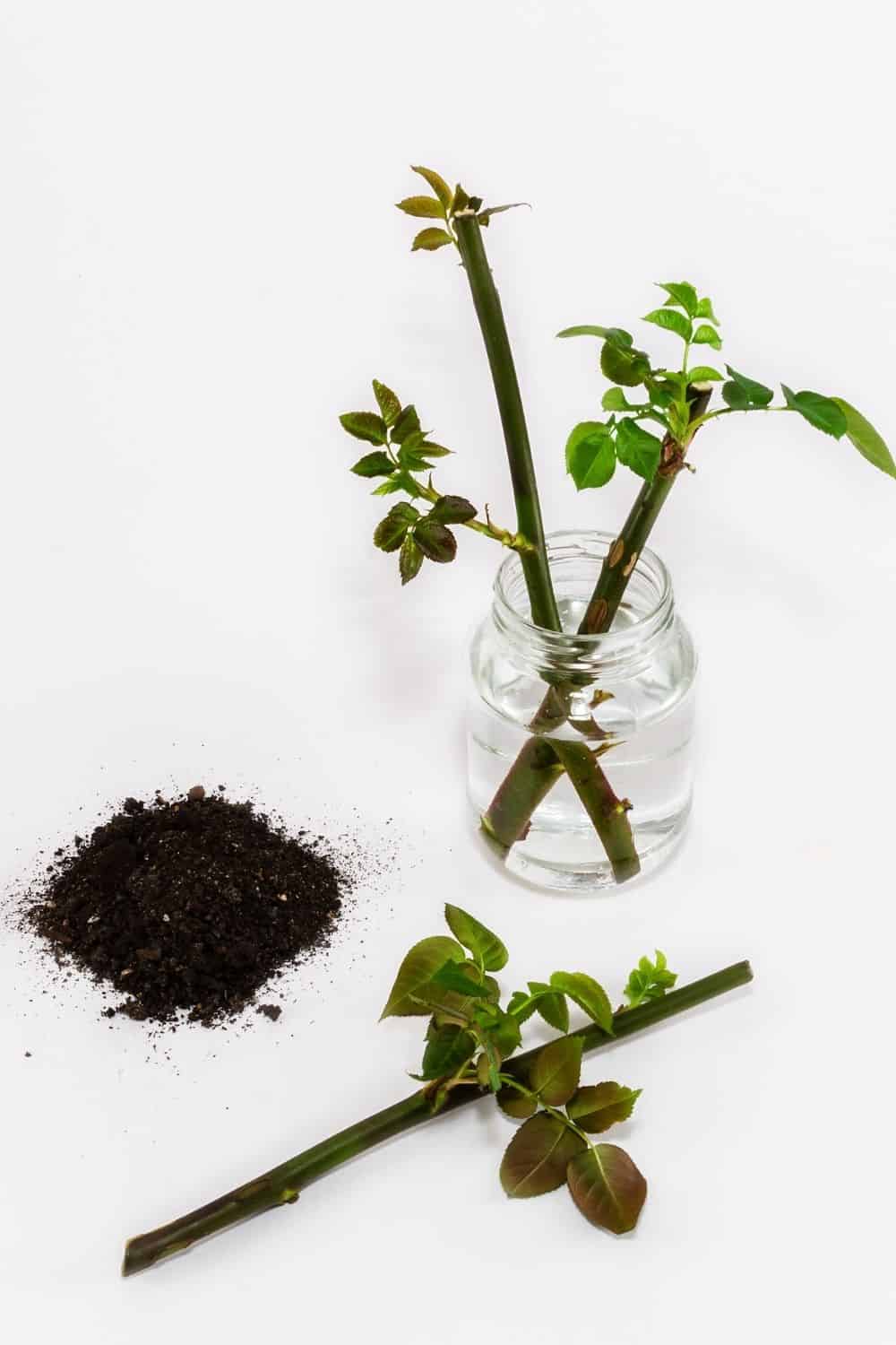 rose cuttings in a glass jar