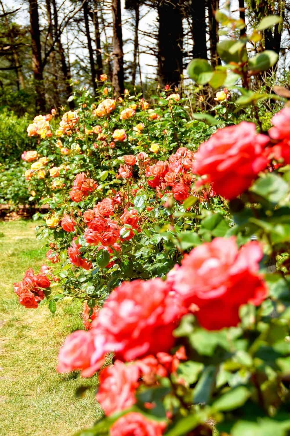a hedge made of red and yellow roses
