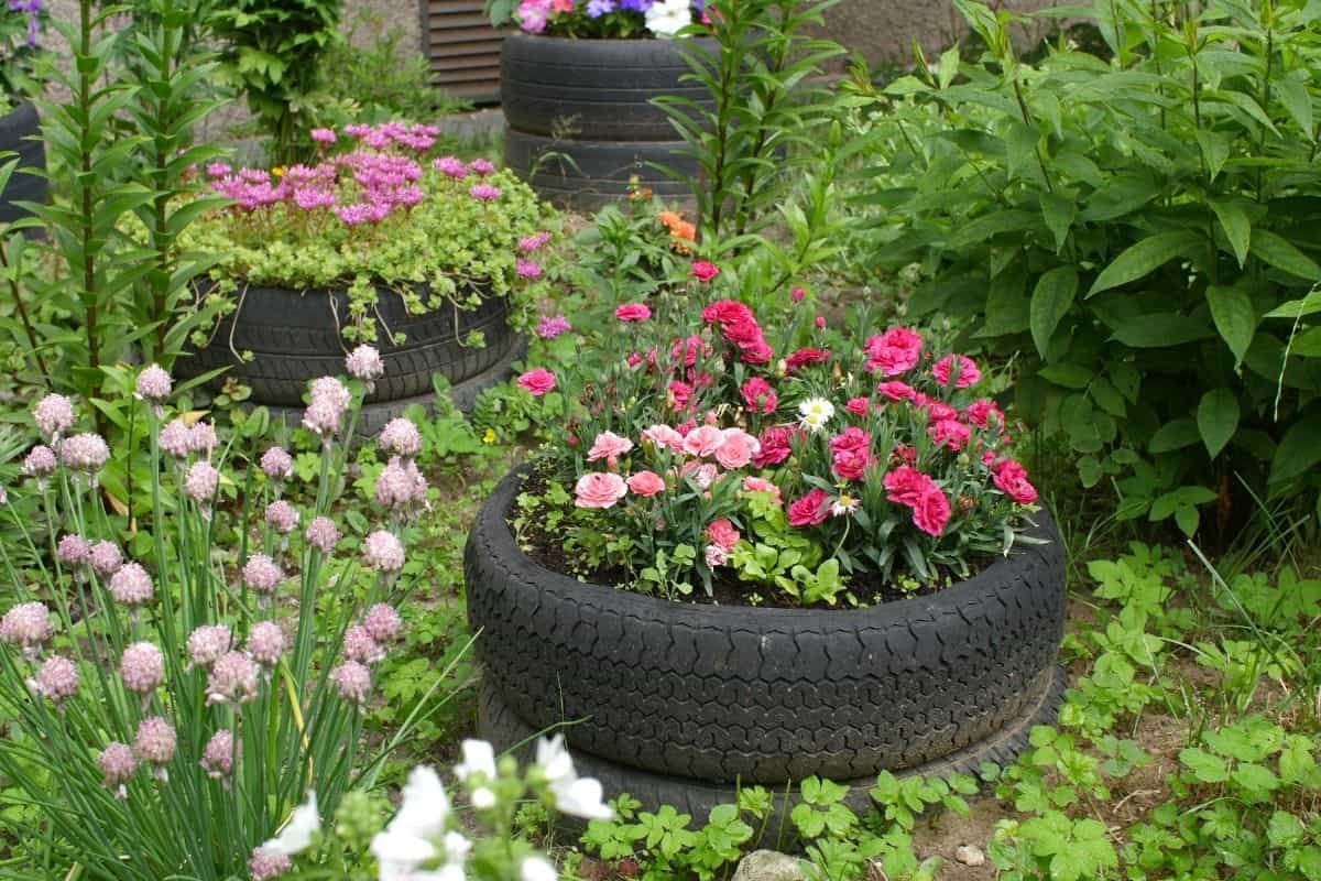 rose tire garden