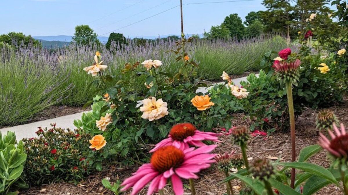 beautiful garden of lavender, roses and cone flowers.