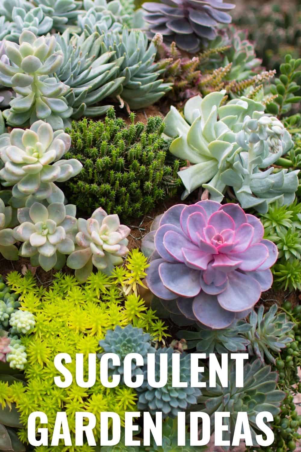 succulent garden ideas