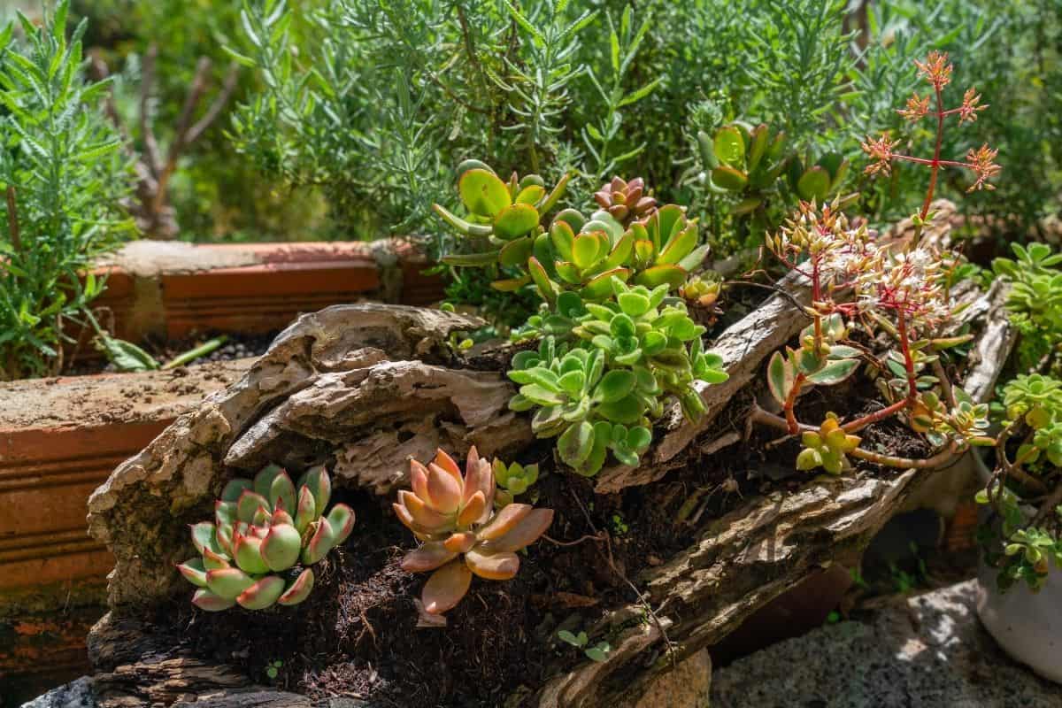 succulent garden in a log